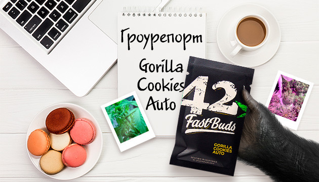 Гроурепорт сорта Gorilla Cookies Auto
