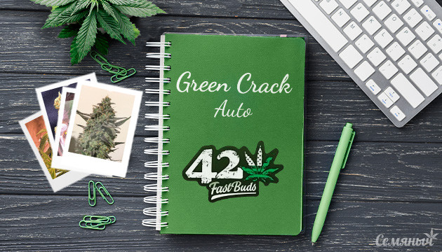 Гроурепорт сорта Green Crack Auto