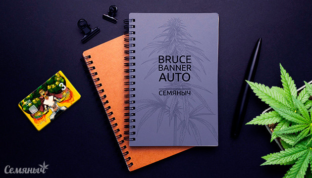 Гроурепорт сорта Bruce Banner Auto fem от Семяныча