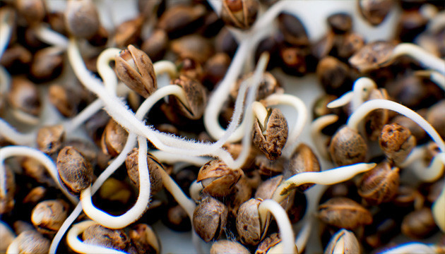 Повышение урожайности сорта урожайные семена марихуаны