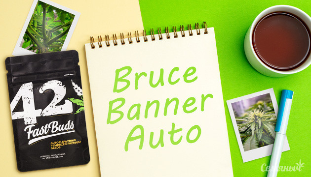 Гроурепорт сорта Bruce Banner Auto fem от FastBuds