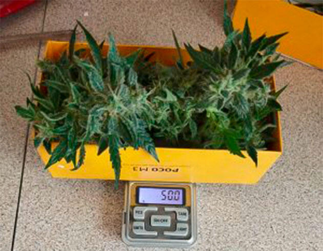 Растишка Auto Tutankhamon от Pyramid Seeds на 11 неделе