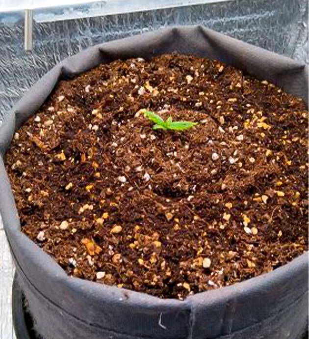 Росток сорта конопли Speed Auto