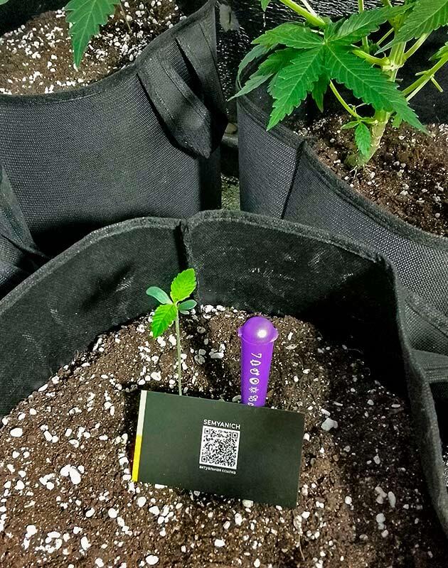 Посадка в большие гроубэги и приготовление почвы Ростки Acid Rain Autoflower от Easy Grow Seeds на 1 неделе