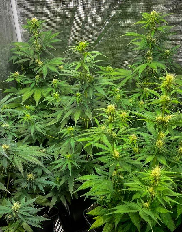 Каннабис на 6 неделе роста