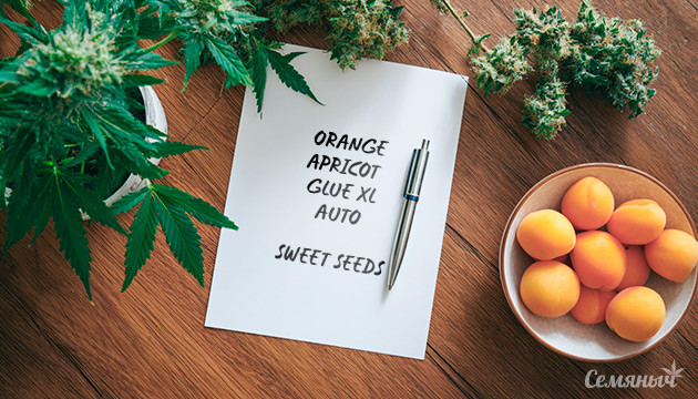 Гроурепорт сорта Orange Apricot Glue XL Auto от Sweet Seeds