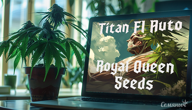 Гроурепорт сорта Titan F1 Auto fem