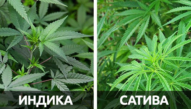 Разница в урожае сативы и индики Урожайность индики и сативы