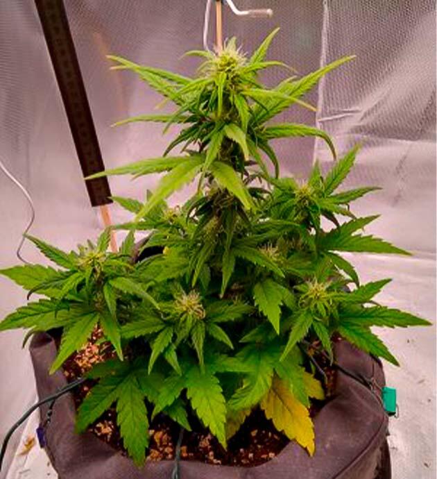 Компактный каннабис на 6 неделе цветения