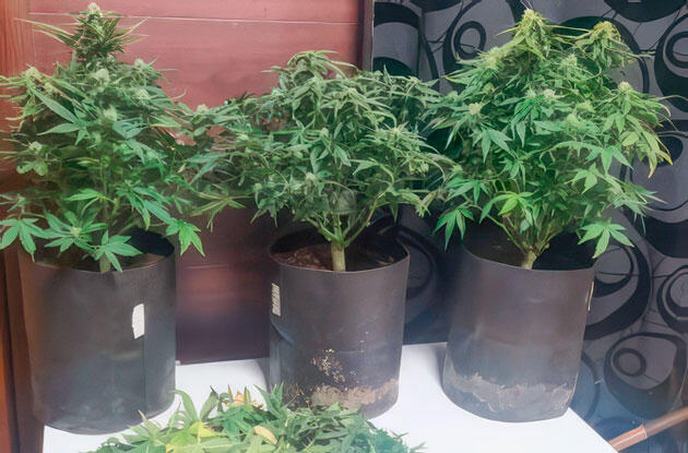 Кусты конопли на 5 - 6 неделе с формирующимися шишками