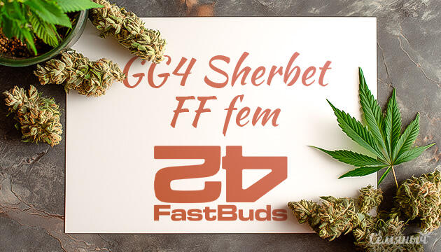 Гроурепорт сорта GG4 Sherbet FF от FastBuds
